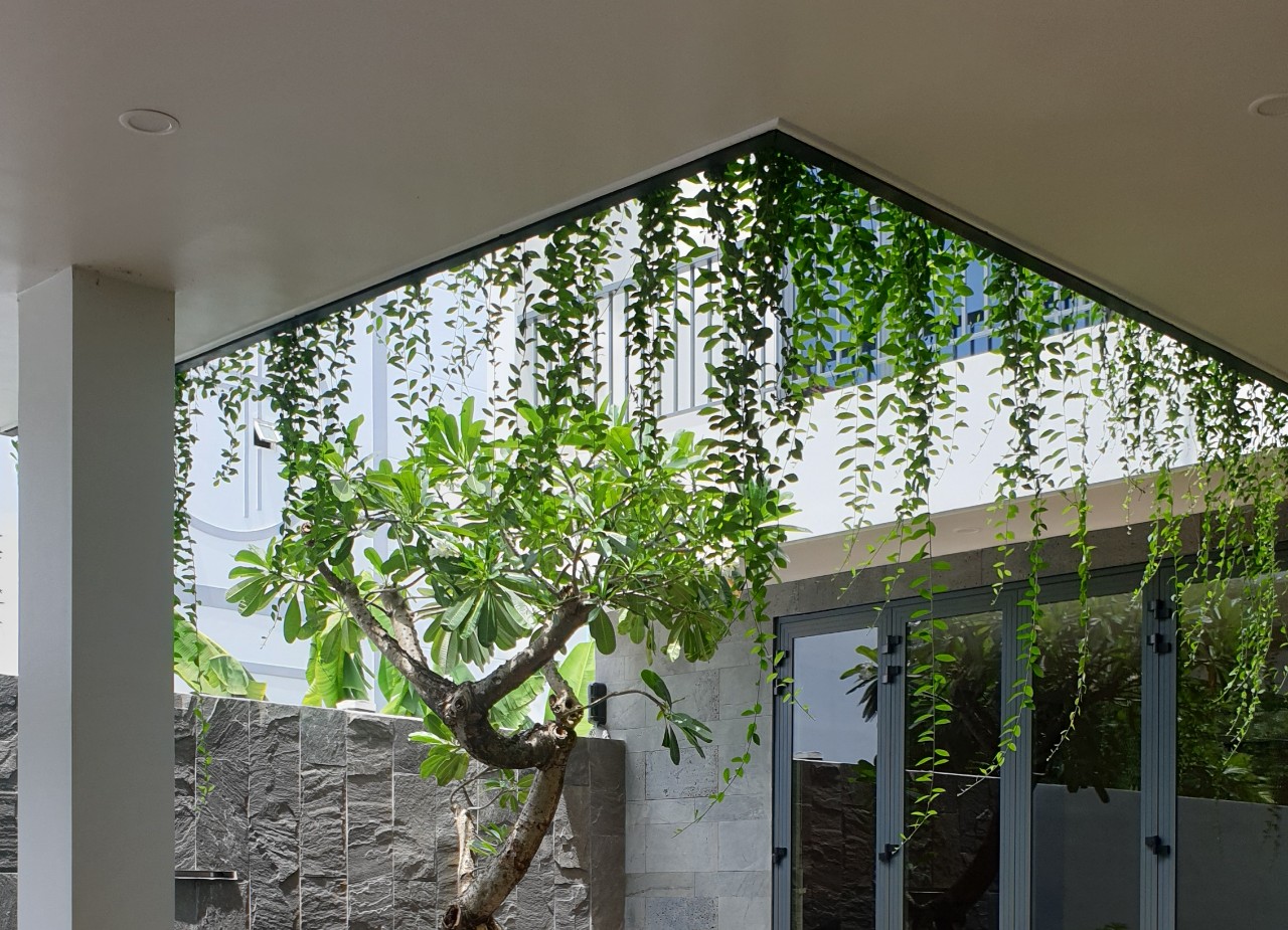 Greenery in the balcony